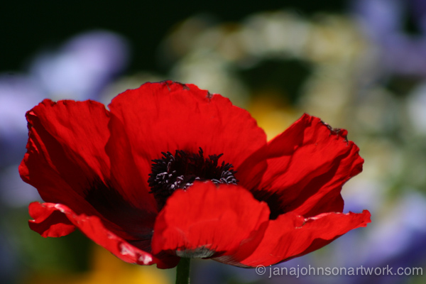 ©Jana R. Johnson =2013May14--IMG_9531