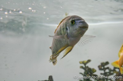 ©Jana R. Johnson 2015Mar04--IMG_9260