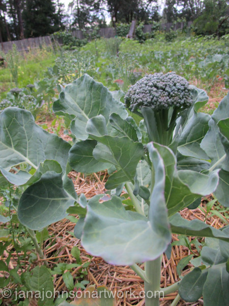 © Jana R. Johnson janajohnsonartwork.com/blog