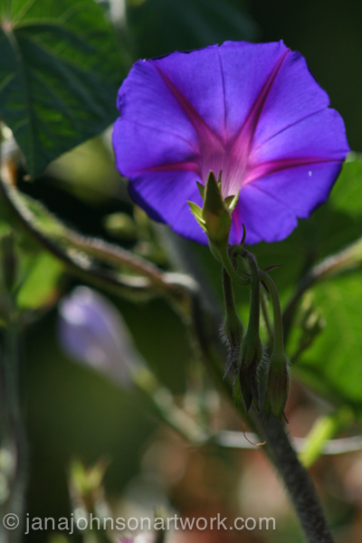 ©Jana R. Johnson janajohnsonartwork.com/blog2015Jul22--IMG_1281