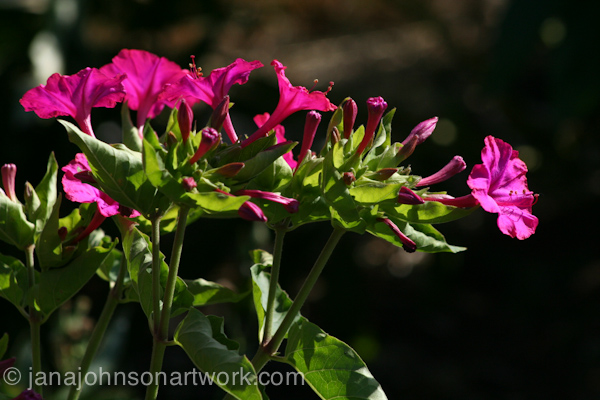 ©Jana R. Johnson janajohnsonartwork.com/blog2015Jul22--IMG_1288