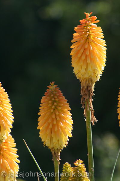 ©Jana R. Johnson janajohnsonartwork.com/blog2015Jul22--IMG_1293