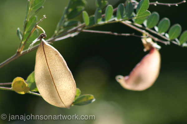 ©Jana R. Johnson janajohnsonartwork.com/blog2015Jul22--IMG_1305