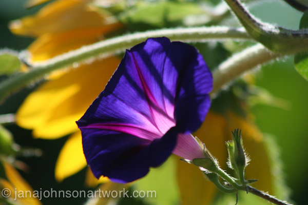 ©Jana R. Johnson janajohnsonartwork.com/blog2015Jul22--IMG_1307