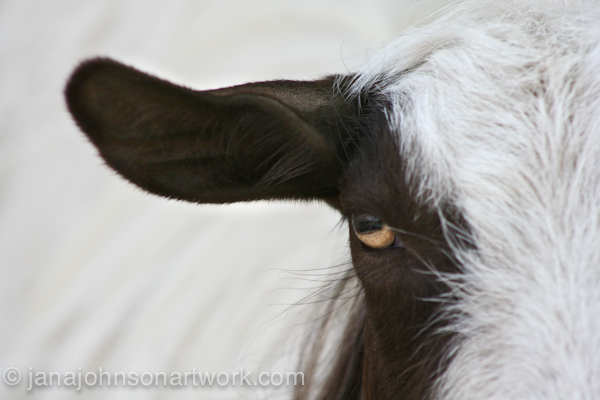 © Jana R. Johnson janajohnsonartwork.com/blog 2015Aug12--IMG_1566