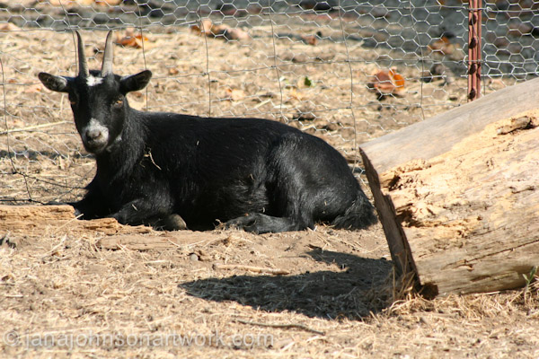 © Jana R. Johnson janajohnsonartwork.com/blog 2015Aug12--IMG_1581