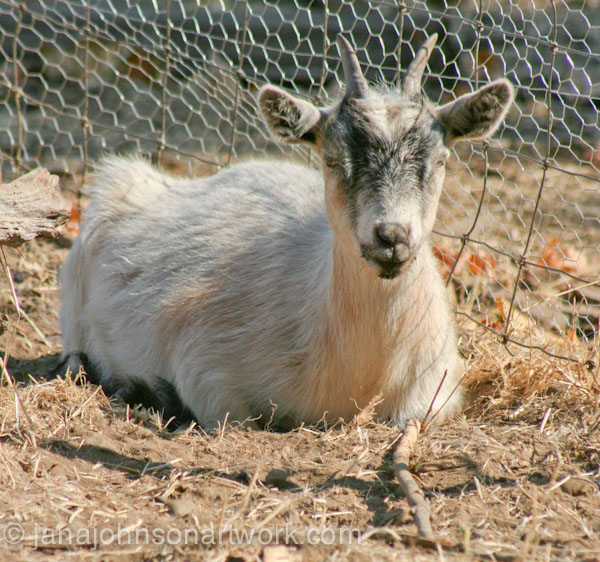 © Jana R. Johnson janajohnsonartwork.com/blog 2015Aug12--IMG_1583