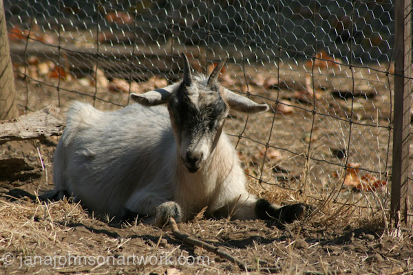 © Jana R. Johnson janajohnsonartwork.com/blog 2015Aug12--IMG_1585