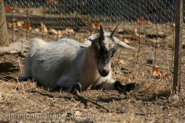 © Jana R. Johnson janajohnsonartwork.com/blog 2015Aug12--IMG_1586