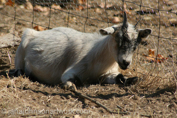 © Jana R. Johnson janajohnsonartwork.com/blog 2015Aug12--IMG_1590