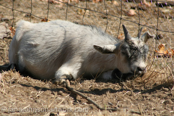 © Jana R. Johnson janajohnsonartwork.com/blog 2015Aug12--IMG_1603