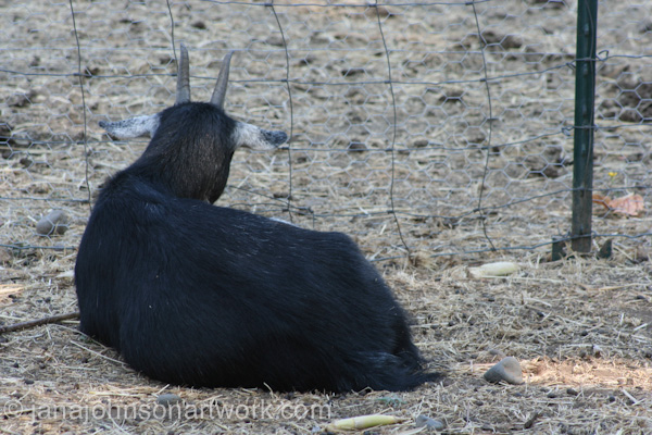 © Jana R. Johnson janajohnsonartwork.com/blog 2015Aug12--IMG_1609