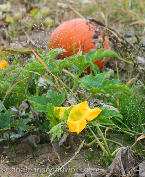 ©JanaRJohnson janajohhsonartwork.com/blog2015Oct07--IMG_2232