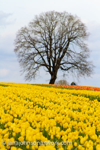 ©JanaRJohnson/janajohnsonartwork.com/blog-2016Apr05--IMG_0274