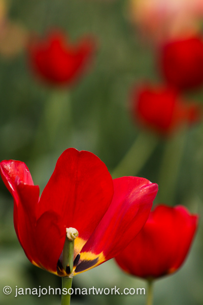 ©JanaRJohnson/janajohnsonartwork.com/blog-2016Apr05--IMG_0286