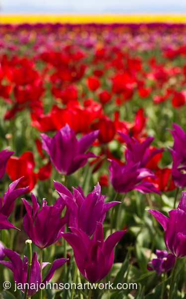 ©JanaRJohnson/janajohnsonartwork.com/blog-2016Apr05--IMG_0298