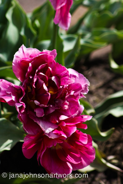 ©JanaRJohnson/janajohnsonartwork.com/blog-2016Apr05--IMG_0301