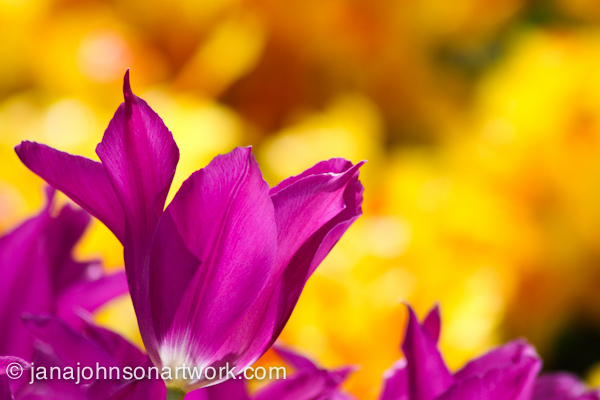 ©JanaRJohnson/janajohnsonartwork.com/blog-2016Apr05--IMG_0313