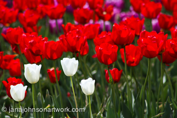 ©JanaRJohnson/janajohnsonartwork.com/blog-2016Apr05--IMG_0315