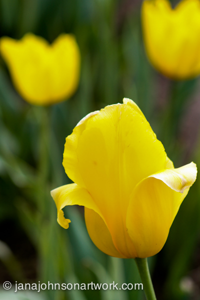 ©JanaRJohnson/janajohnsonartwork.com/blog-2016Apr05--IMG_0326