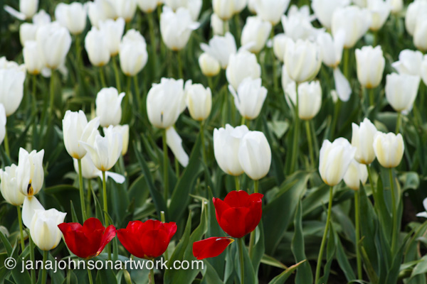 ©JanaRJohnson/janajohnsonartwork.com/blog-2016Apr05--IMG_0331