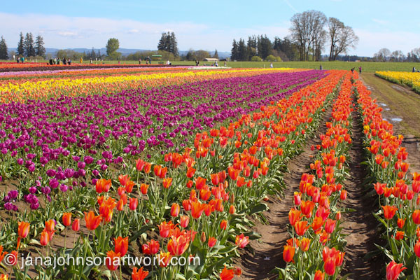 ©JanaRJohnson/janajohnsonartwork.com/blog-2016Apr05--IMG_0352