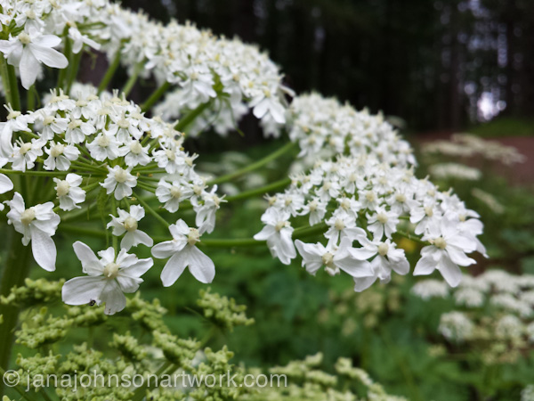 ©JanaRJohnson-janajohnsonartwork.com/blog-2016May21--2016-05-21 14.08.41